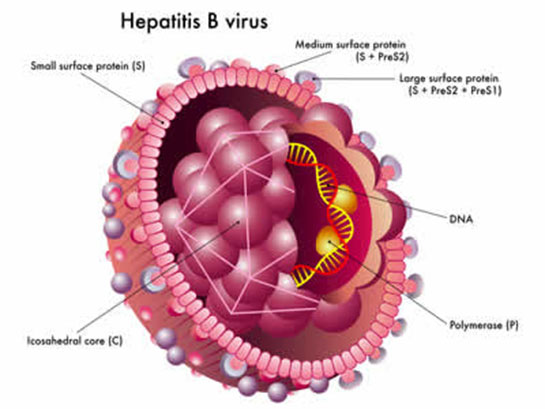 Hepatit B Karacier Enzimleri