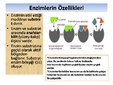 Enzimlerin Özellikleri Nelerdir?