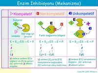 Enzim İnhibisyonu Özellikleri ve Faydaları Nelerdir?
