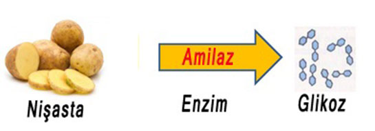 Amilaz Enzimi