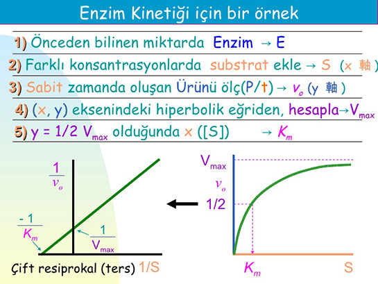 Enzim Kinetii