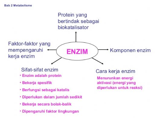 Enzim Metabolisme