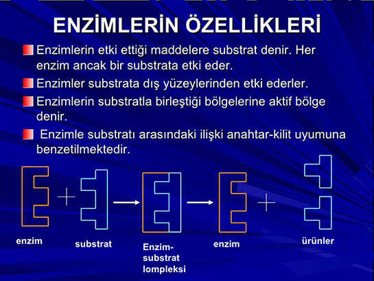 Enzim zellikleri