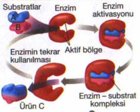 Enzimlerin Grevleri