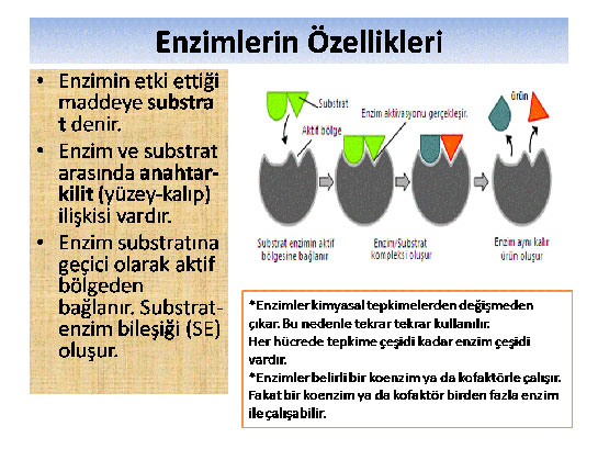 Enzimlerin zellikleri