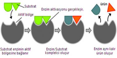 Enzim Substrat likisi