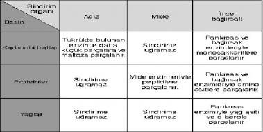 bebeklerde karaciger enzimleri neden yukselir
