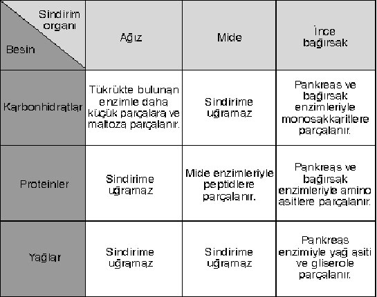 Sindirim Enzimleri Nelerdir?